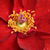 Roșu - Trandafiri miniatur - pitici - Libán
